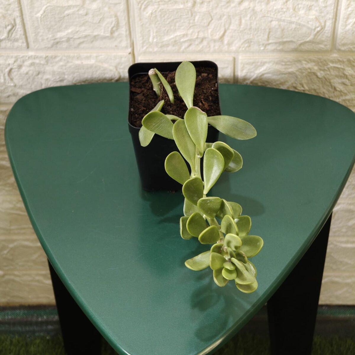 Trailing Jade (Kleinia Petraea)Senecio Jacobsenii - Image 3
