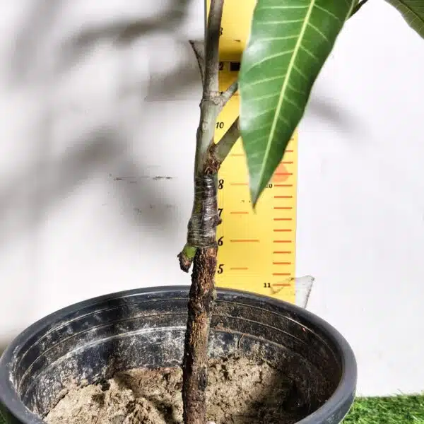 Miyazaki Mango Grafted Live Plant - Variety : Taiyo No Tamago (Eggs Of Sun) - Image 20