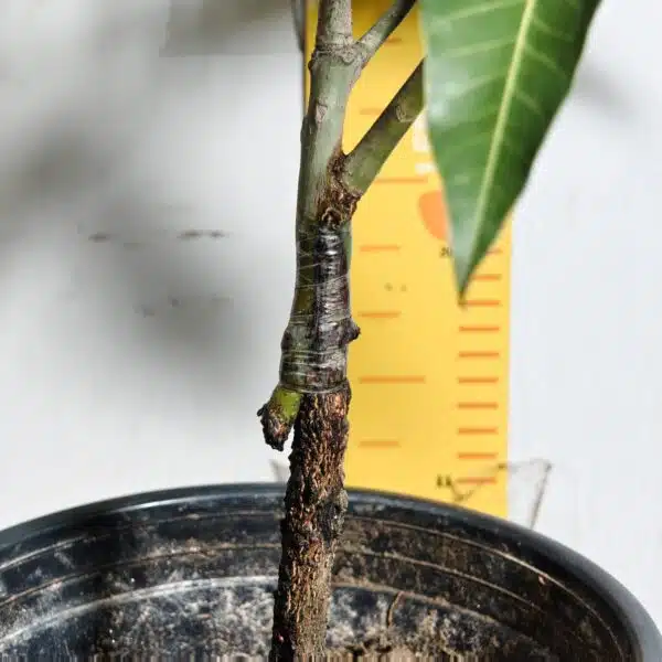 Miyazaki Mango Grafted Live Plant - Variety : Taiyo No Tamago (Eggs Of Sun) - Image 21