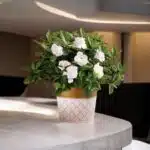 Indra Kamal (Gardenia Jasminoides) Plant