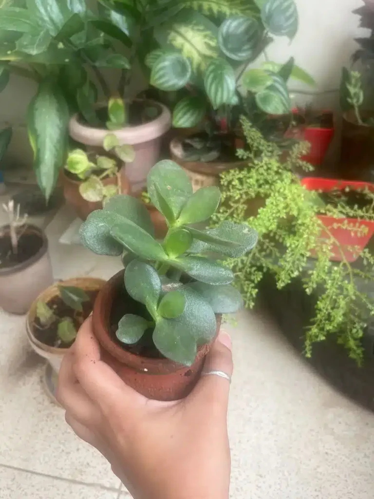 Image #4 from Swati Chandel