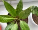 Air Purifying Plants