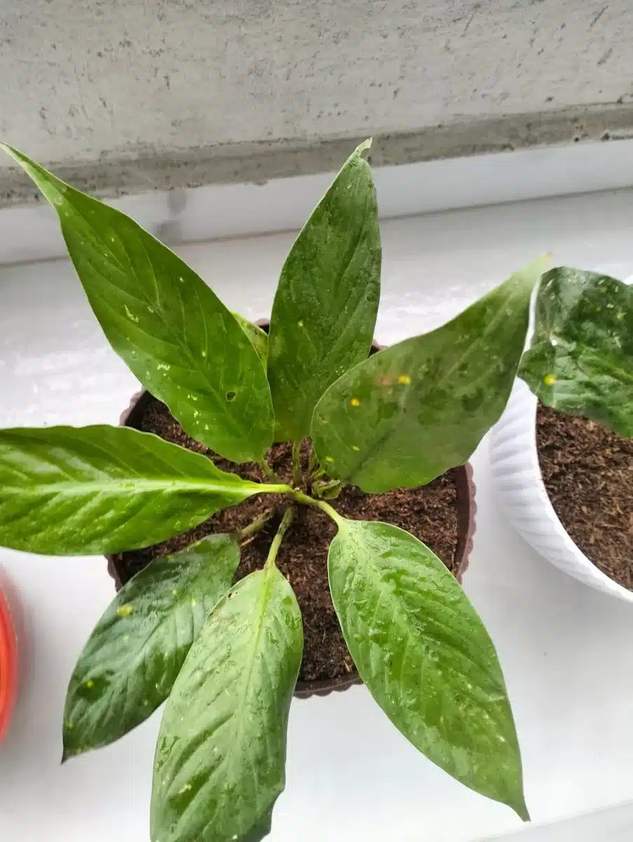 Air Purifying Plants