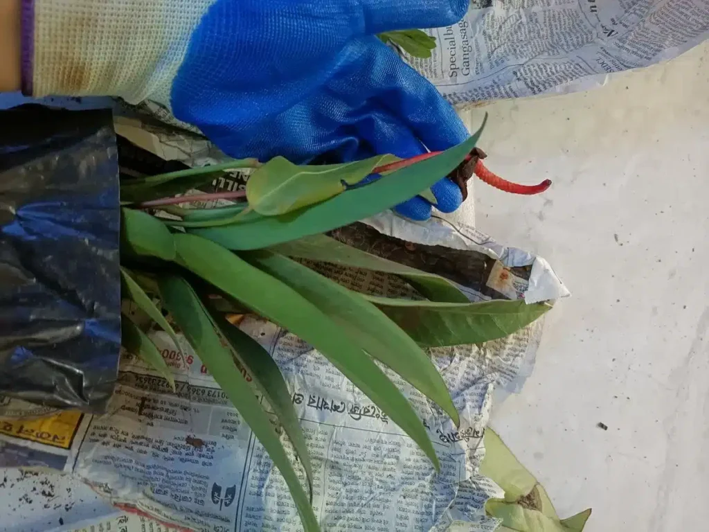 Image #1 from Prakriti