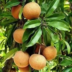 Chikoo (Manilkara Zapota) Cricket Ball Variety Live Fruit Plant