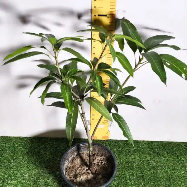 Miyazaki Mango Grafted Live Plant - Variety : Taiyo No Tamago (Eggs Of Sun) - Image 17