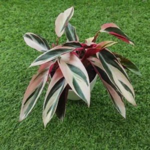 Stromanthe Sanguinea Triostar