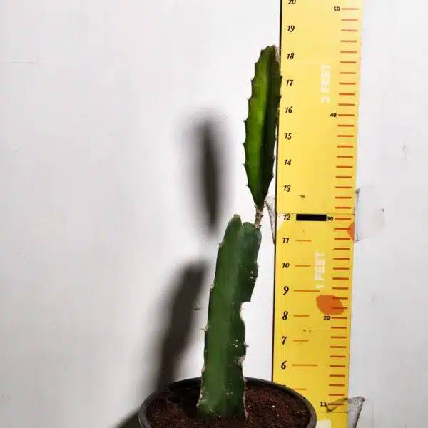 Dragon fruit Red(Hylocereus undatus) Live Plant - Image 3