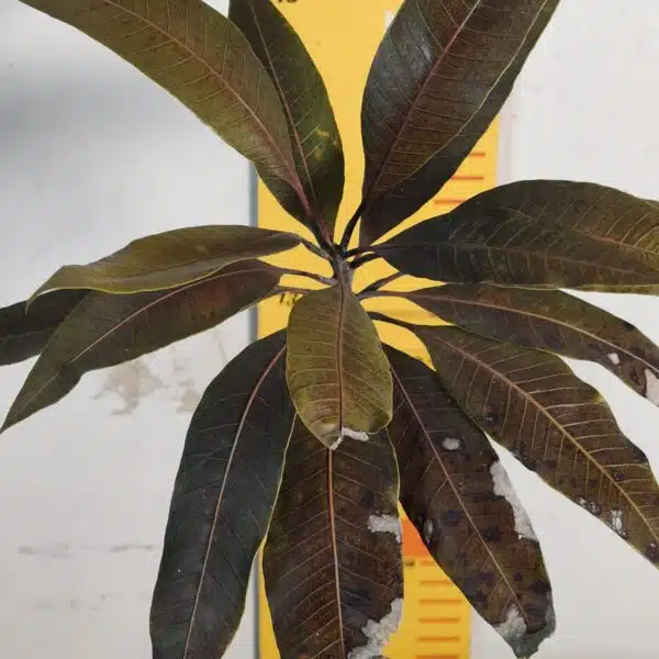 Indonesia Black Stone Mango grafted live plant - Image 8