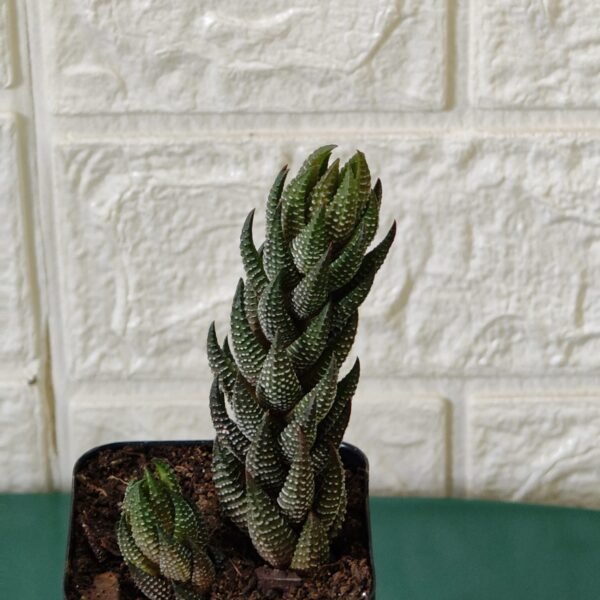 Haworthia Coarctata - Image 5
