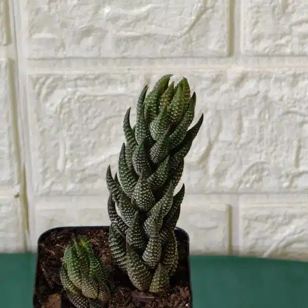 Haworthia Coarctata - Image 5