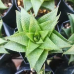 Haworthia Lotusiana plant