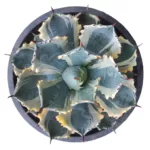 Agave Isthmensis Kabutogani Marginata Variegated - Stunning Succulent Plant