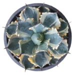 Agave Isthmensis Kabutogani Marginata Variegated – Stunning Succulent Plant plant
