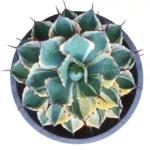 Agave potatorum 'Kissho Kan' Variegated 'Half Moon' - Rare Succulent Plant