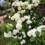 Viburnum plicatum f. plicatum 'Popcorn' (Japanese Snowball)