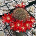 Rebutia fulviseta