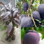 Indonesia Black Stone Mango grafted live plant