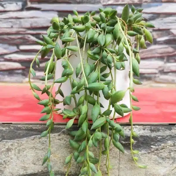 String of Tears Green(Senecio herreianus or Curio herreianus) - Image 2