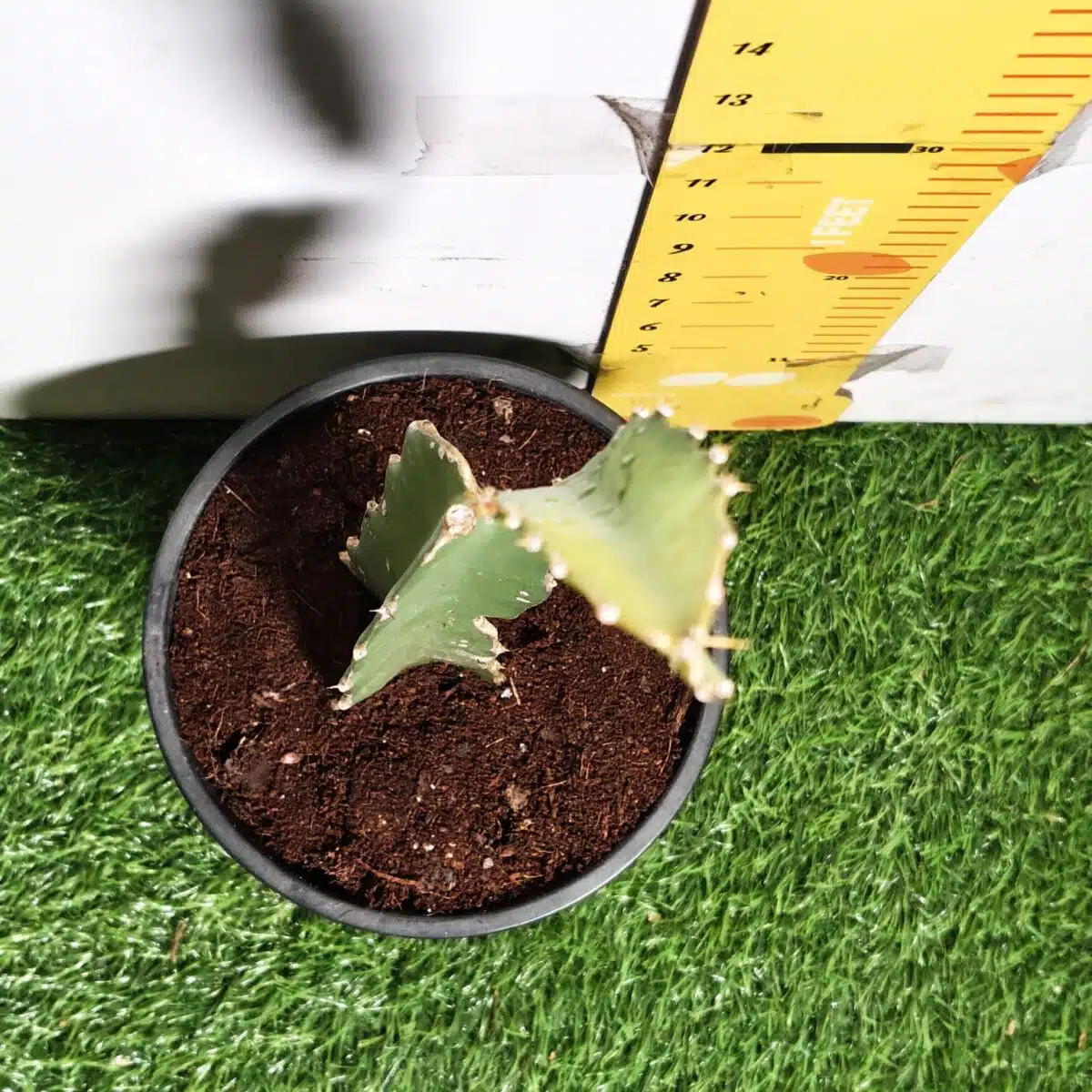 Dragon fruit Red(Hylocereus undatus) Live Plant - Image 10