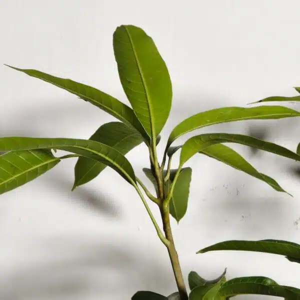 Miyazaki Mango Grafted Live Plant - Variety : Taiyo No Tamago (Eggs Of Sun) - Image 8