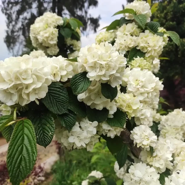Viburnum plicatum f. plicatum 'Popcorn' (Japanese Snowball) - Image 5