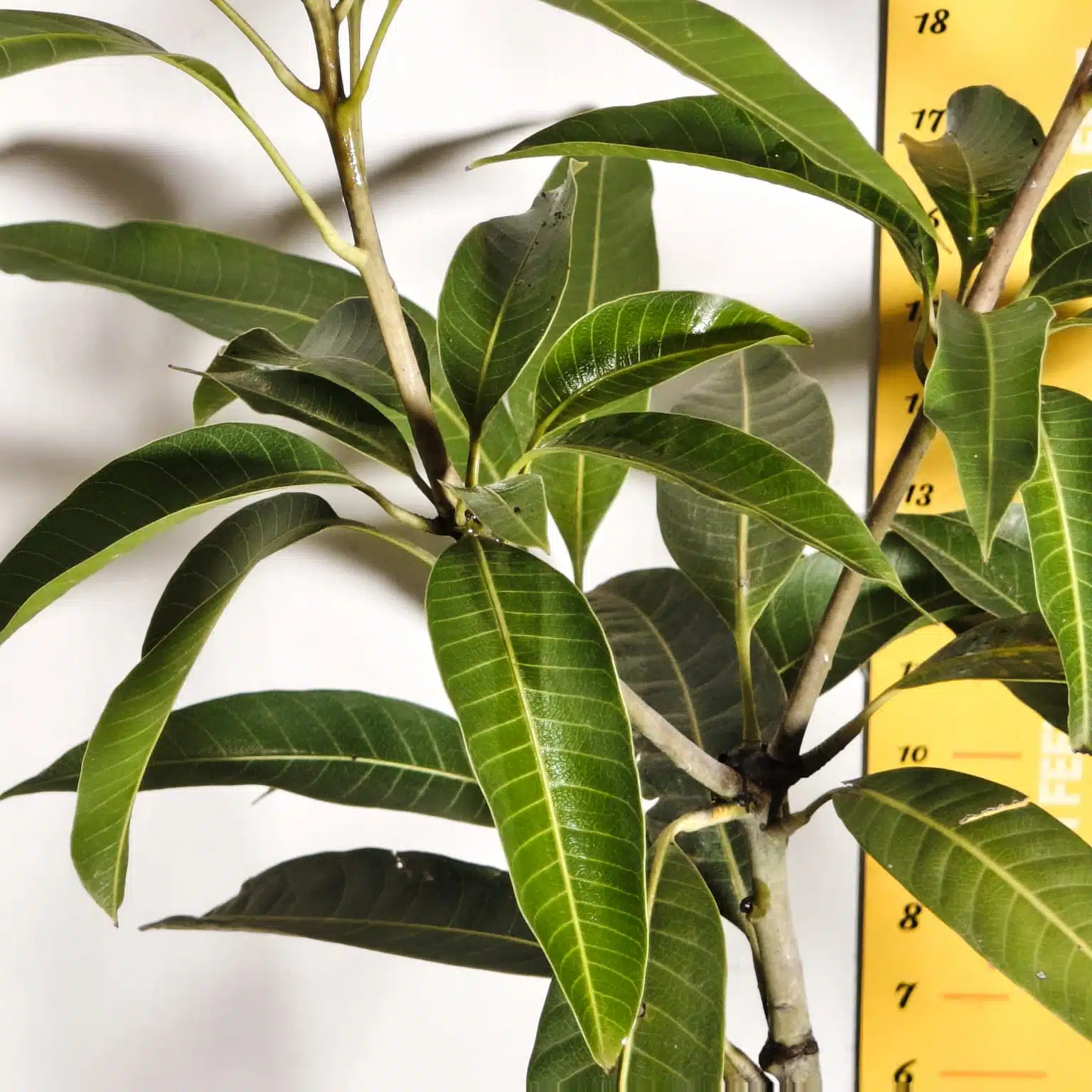 Miyazaki Mango Grafted Live Plant - Variety : Taiyo No Tamago (Eggs Of Sun) - Image 7