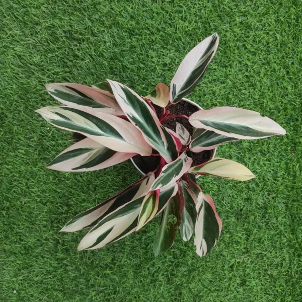 Stromanthe Sanguinea Triostar - Image 2