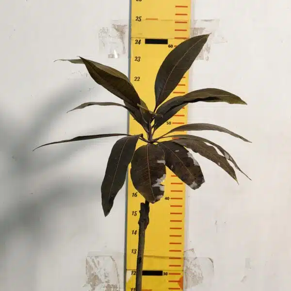 Indonesia Black Stone Mango grafted live plant - Image 3