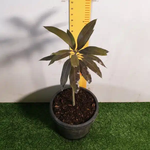 Indonesia Black Stone Mango grafted live plant - Image 6