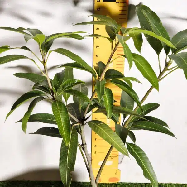 Miyazaki Mango Grafted Live Plant - Variety : Taiyo No Tamago (Eggs Of Sun) - Image 4