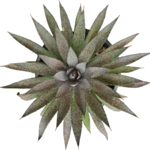 Mangave ‘Bloodspot’
