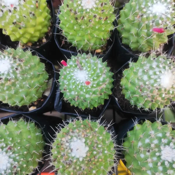 Mammillaria magnimamma 'Toluca' - Image 5