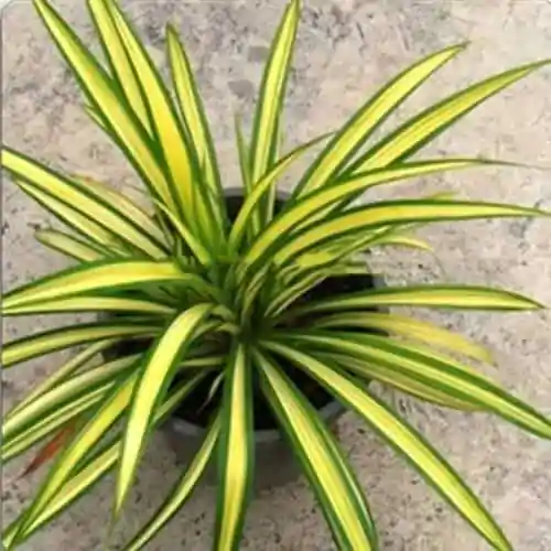 Pandanus Variegated Golden - Image 3