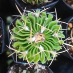 Stenocactus Multicostatus ‘ Brain Cactus ‘