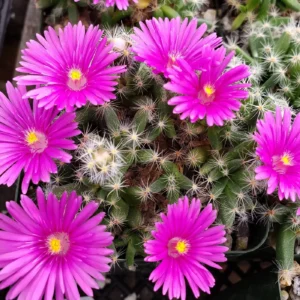 Trichodiadema Densum (Mini Desert Rose) Succulent Plant