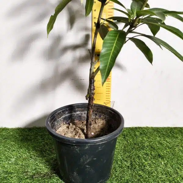 Miyazaki Mango Grafted Live Plant - Variety : Taiyo No Tamago (Eggs Of Sun) - Image 19