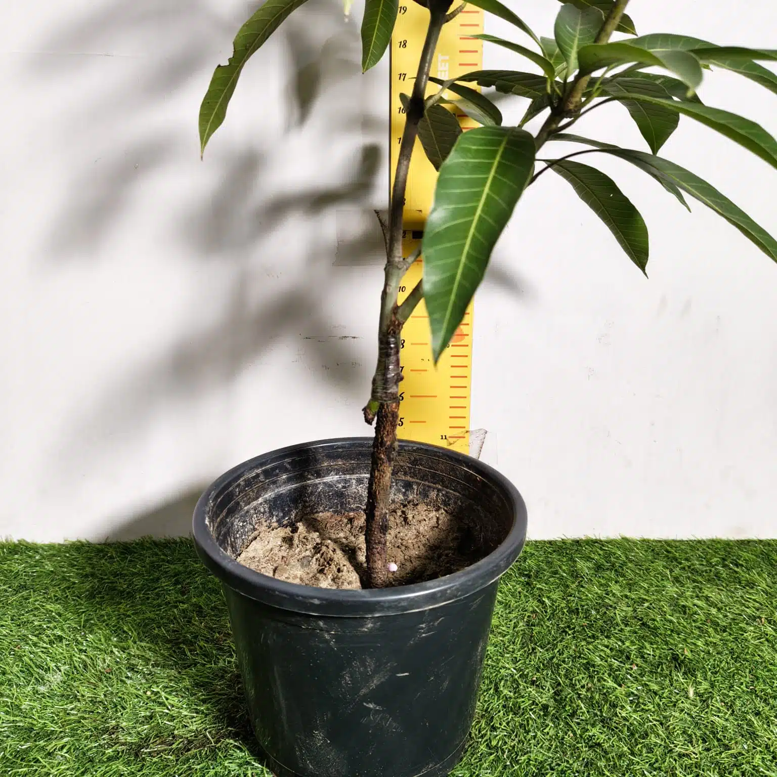 Miyazaki Mango Grafted Live Plant - Variety : Taiyo No Tamago (Eggs Of Sun) - Image 19