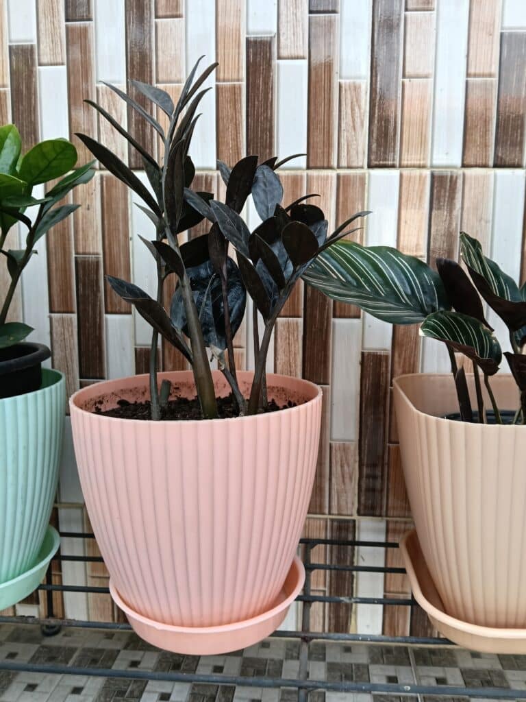 Image #1 from Sangeeta Bora