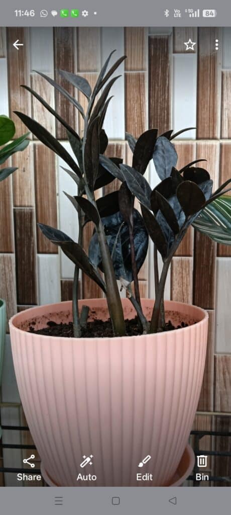 Image #2 from Sangeeta Bora