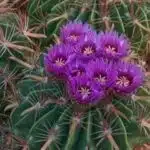 Ferocactus latispinus Var latispinus (Devil's Tongue Barrel) Cactus