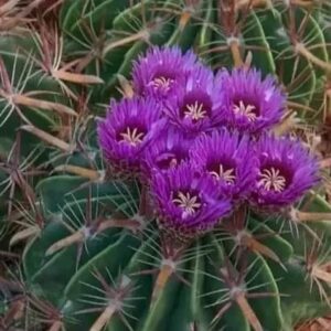 Ferocactus latispinus Var latispinus (Devil’s Tongue Barrel) Cactus