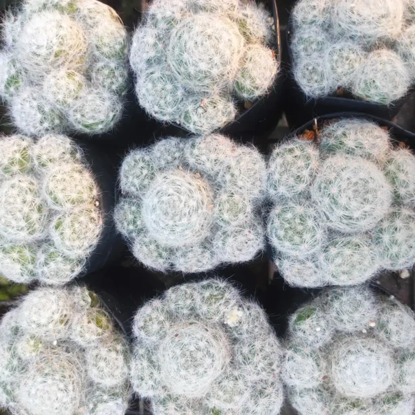 Mammillaria glassii var. ascensionis - Image 2