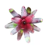 Bromeliad Neoregelia 'Charm' - Vibrant Tropical Plant for Indoor or Outdoor Spaces