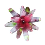 Bromeliad Neoregelia ‘Charm’ – Vibrant Tropical Plant for Indoor or Outdoor Spaces plant