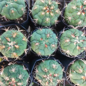 Gymnocalycium Saglionis