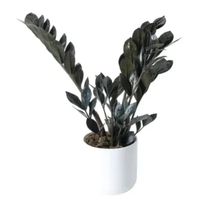 Black ZZ (Zamioculcas zamiifolia) “Raven”