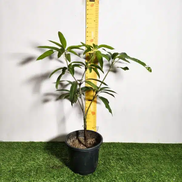 Miyazaki Mango Grafted Live Plant - Variety : Taiyo No Tamago (Eggs Of Sun) - Image 2