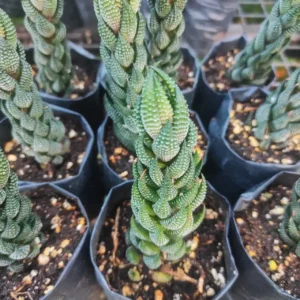 Haworthia Coarctata