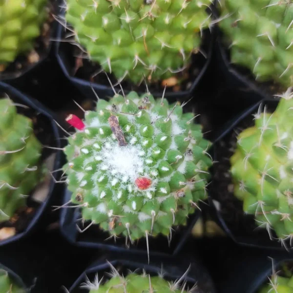Mammillaria magnimamma 'Toluca' - Image 2